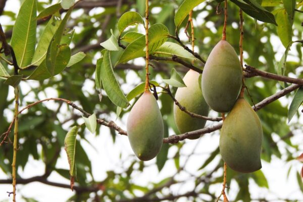 Electrolux Mango EXI12HJIWI